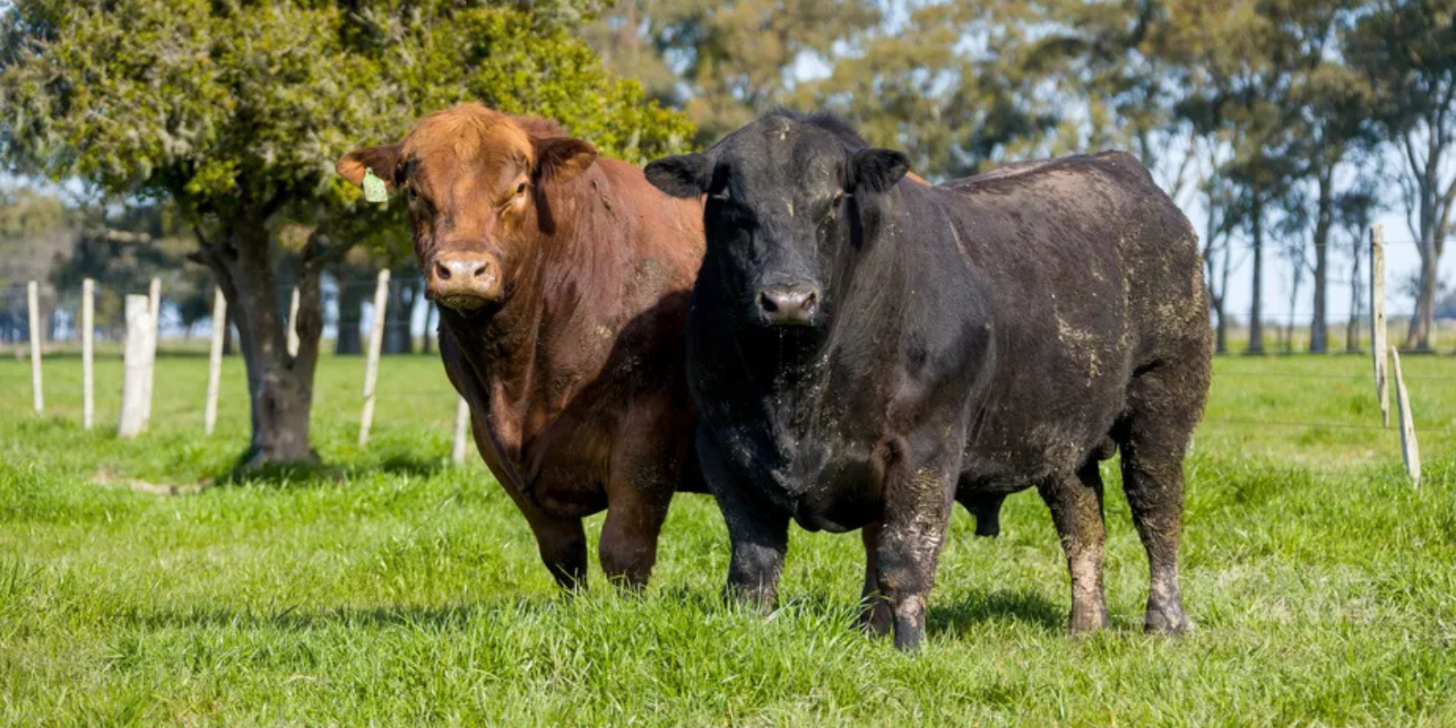 Boi Angus - Foto Reprodução/Globo Rural