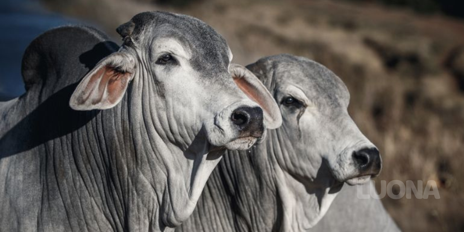 Boi Brahman - Foto Reprodução/Agrishow Digital