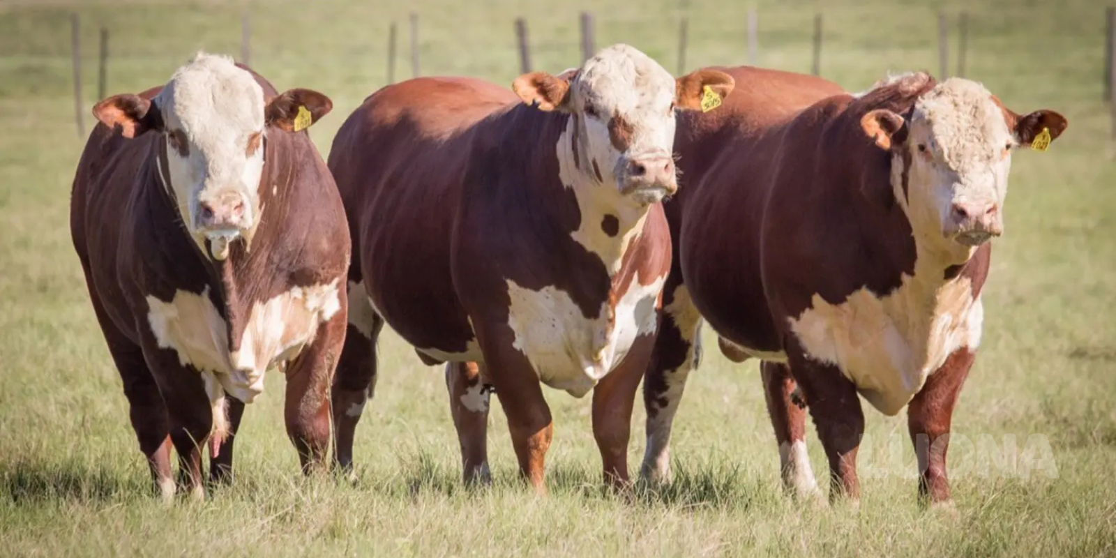Boi Hereford - Foto Reprodução/Compre Rural