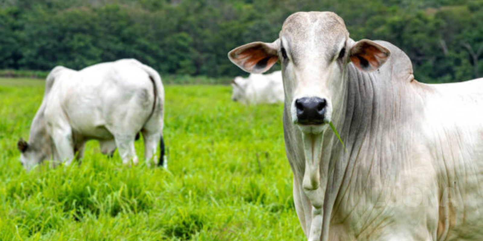 Boi Nelore - Foto Reprodução/Adobe Stock