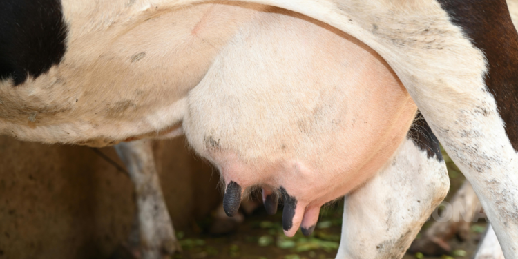 Ciclo de Produção da Vaca Leiteira: Guia Completo do Nascimento à Lactação