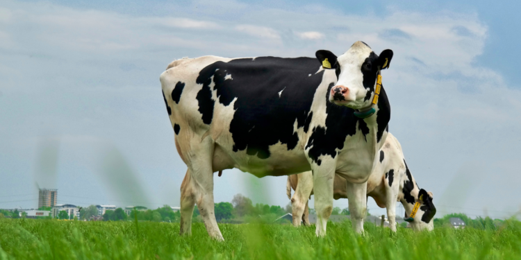 Ciclo de vida de uma vaca leiteira: do nascimento à alta produção