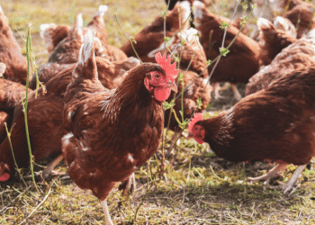 Como começar a criar galinhas do zero (Guia completo para iniciantes)