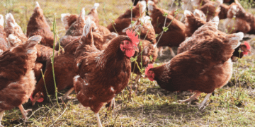 Como começar a criar galinhas do zero (Guia completo para iniciantes)