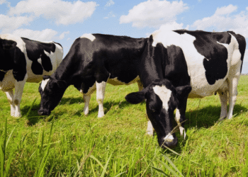 Como escolher vacas para começar na produção leiteira (guia completo e estratégico)