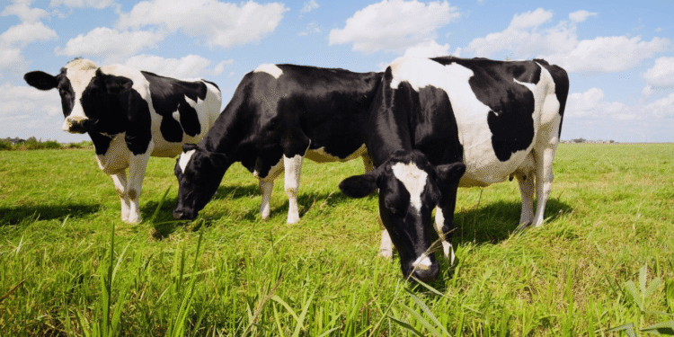 Como escolher vacas para começar na produção leiteira (guia completo e estratégico)