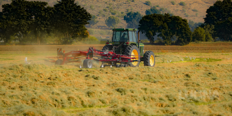 Culturas mais lucrativas no Brasil em 2026: o que plantar para ganhar dinheiro no agro