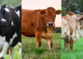 Diferença entre raças leiteiras: Holandesa, Jersey e Gir — qual escolher para máxima produtividade?