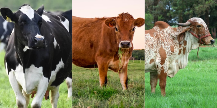 Diferença entre raças leiteiras: Holandesa, Jersey e Gir — qual escolher para máxima produtividade?