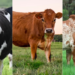 Diferença entre raças leiteiras: Holandesa, Jersey e Gir — qual escolher para máxima produtividade?