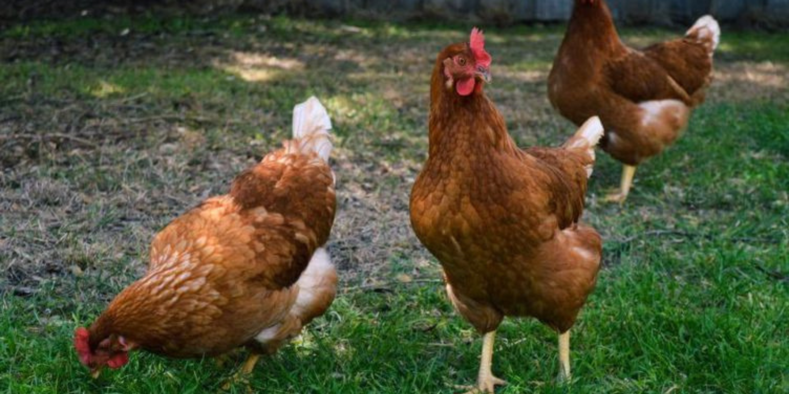 Galinha Hy-Line Brown