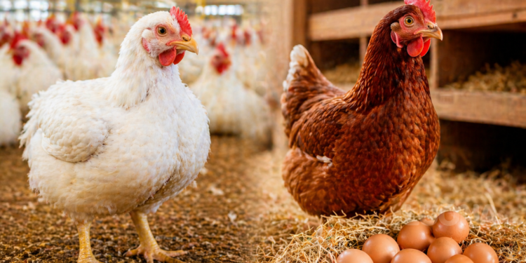 Galinha de Corte ou Galinha Poedeira: Qual a melhor escolha?