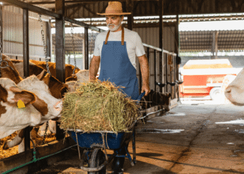 O que a vaca precisa comer para produzir mais leite: Guia completo de alimentação leiteira