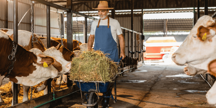 O que a vaca precisa comer para produzir mais leite: Guia completo de alimentação leiteira