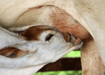 O que define uma boa vaca leiteira: fundamentos, prática e lucro na pecuária moderna