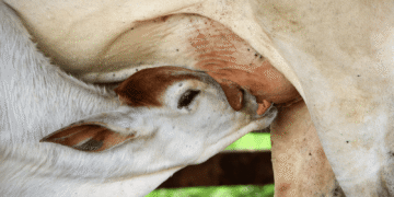 O que define uma boa vaca leiteira: fundamentos, prática e lucro na pecuária moderna