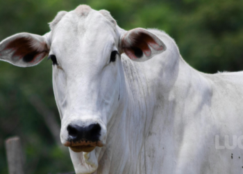 O que é pecuária de corte e como você deve começar sem medo de errar