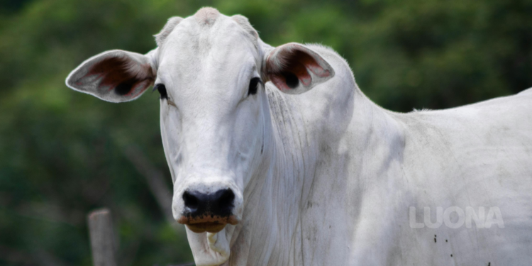 O que é pecuária de corte e como você deve começar sem medo de errar