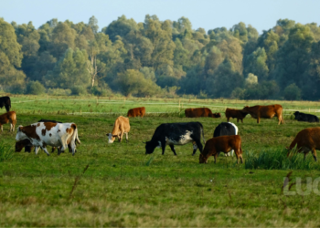 Qual o tamanho mínimo de área para criar gado de corte?