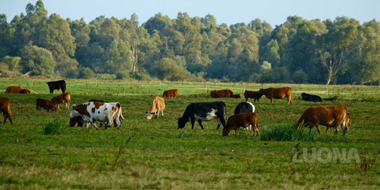 Qual o tamanho mínimo de área para criar gado de corte?