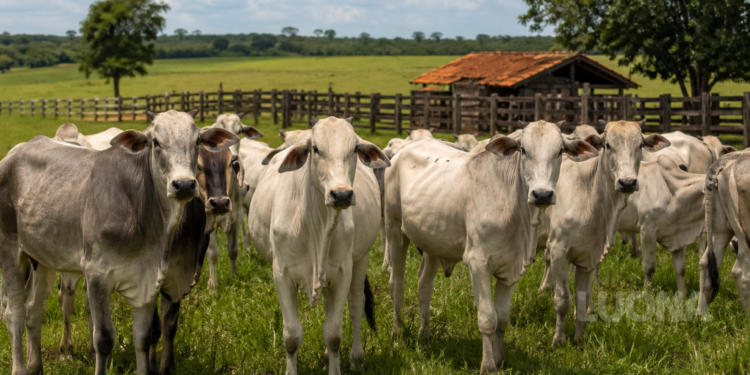 Quanto custa iniciar na pecuária de corte? (Guia completo e realista)