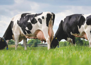 Quantos litros de leite uma vaca produz por dia (realidade vs expectativa)