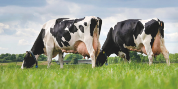 Quantos litros de leite uma vaca produz por dia (realidade vs expectativa)