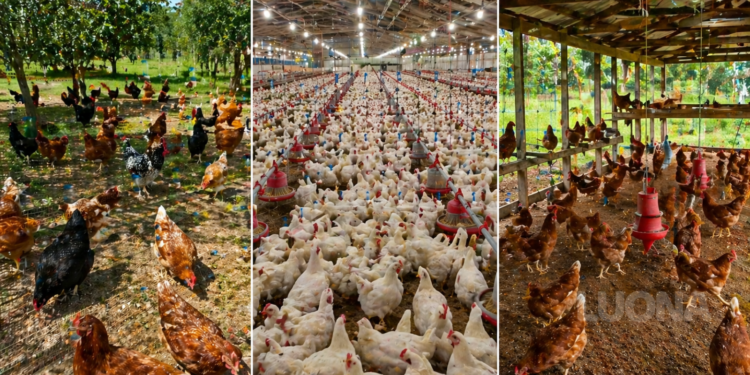 Tipos de criação de Galinhas: caipira, intensivo e semi-intensivo