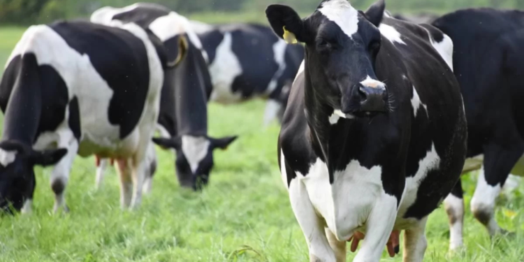 As melhores raças de vacas leiteiras do mundo: ranking completo, comparação e qual escolher no Brasil