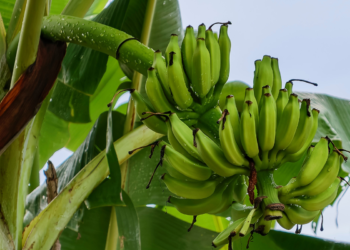 Como começar na Fruticultura: Guia completo para Produzir Frutas com Sucesso