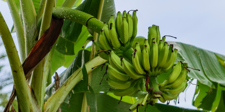 Como começar na Fruticultura: Guia completo para Produzir Frutas com Sucesso