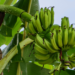Como começar na Fruticultura: Guia completo para Produzir Frutas com Sucesso